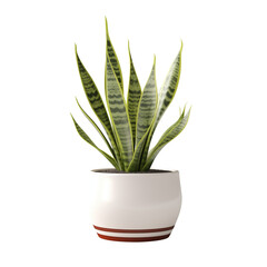 Fototapeta premium Beautiful, realistic, detailed photograph of a snake plant in a white pot, isolated on transparent background.