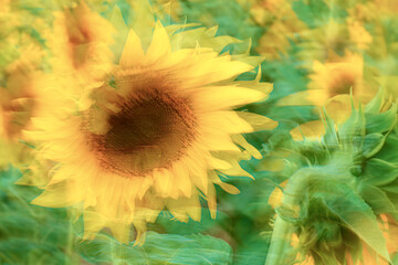 Close-up ICM of sunflowers in summer