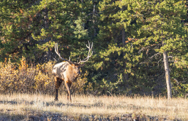 Bull Elk During the Rut in Autumn in Wyoming