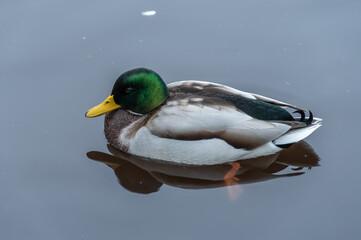Close-up male wild mallard duck swiming in the river. Head and neck male are green, chest is brown, back is gray. Birdlife anas platyrhynchos in nature. Birds sway on waves.