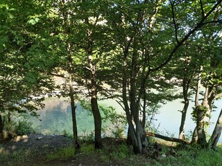 trees in the forest