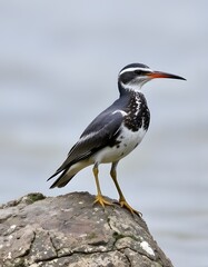 A bird with a long beak perched on a rock showcasing its elegant profile against a natural backdrop