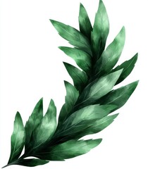 Stock detailed watercolor illustration of fennel or dill flowers and leaves, for medical or culinary uses, on a white background.