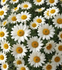Fototapeta premium Freshly cut camomile flowers arranged in a loose, organic shape, wildflowers, herbal wreath