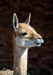 Vicuna (Vicugna vicugna), commonly found in the high Andes of South America