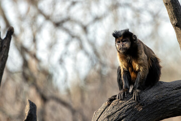 Black-Capped Capuchin Monkey (Sapajus apella), found in South America's tropical forests