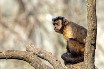 Black-Capped Capuchin Monkey (Sapajus apella), found in South America's tropical forests