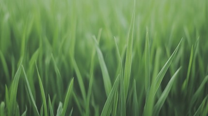 Obraz premium Lush Green Grass Blades in Soft Natural Light with Gentle Focus Background