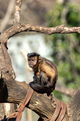 Black-Capped Capuchin Monkey (Sapajus apella), found in South America's tropical forests