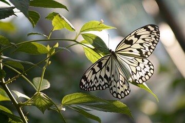 butterfly Solo Backlit white black butterfly on a stalk of leaves