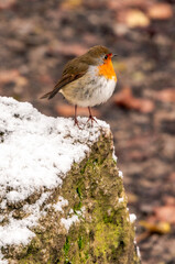 Close-up of a Robin bird perched on a snow-caped rock