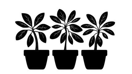 Fototapeta premium Euphorbia plants with milky sap for rubber production, Vectorized Plant Art