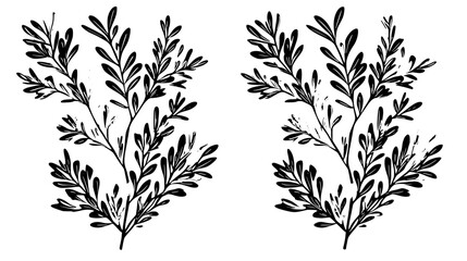 Naklejka premium Juniper with scale-like or needle-like leaves on spreading branches, Vectorized Plant Art