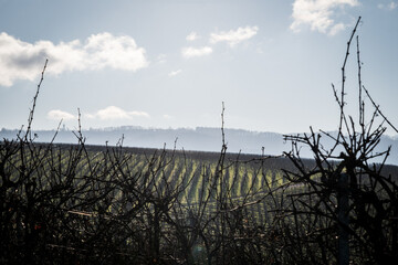 Obraz premium vineyard in autumn