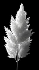 Obraz premium Dramatic monochrome photo of delicate white pampas grass set against a deep black background, emphasizing simplicity and contrast.