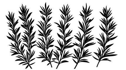 Fototapeta premium Rosemary bush with needle-like leaves growing on woody stems in a garden, Vectorized Plant Art