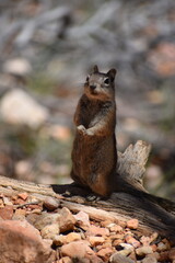 squirrel in a Florida park