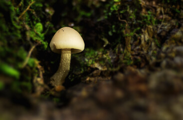 Macro of a mushroom growing in an old tree trunk and moss.