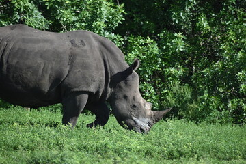 rhino at a safari experience