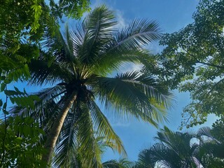 Palm trees against sky