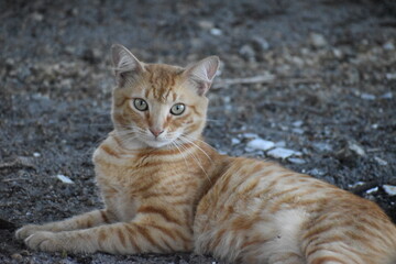 portrait of a cat on the ground
