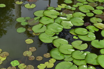 green water lily in pond