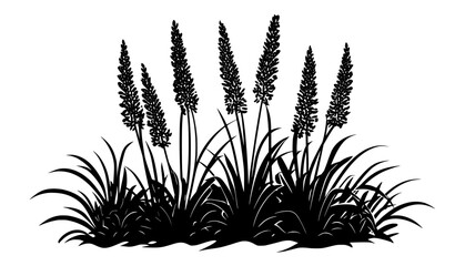 Horsetail reed growing in a boggy area of the garden, Plant Illustration