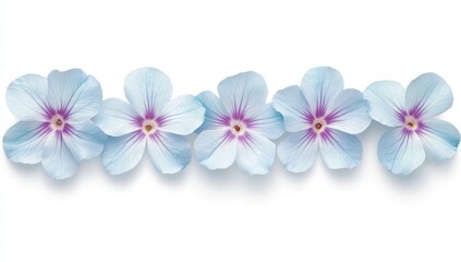 Fototapeta premium A blue flower featuring a water drop, set against a transparent background, as a cutout
