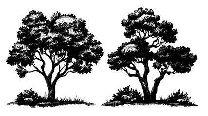 Oak woodland with mature trees harvested for hardwood lumber production, Plant Illustration