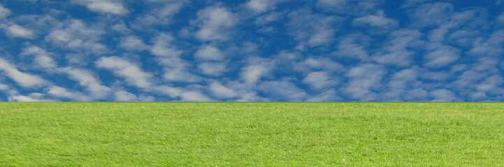 Fototapeta premium Green grass