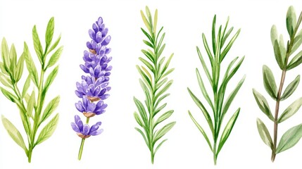 Obraz premium A continuous design showcasing watercolor purple verbena blooms and lush green foliage, executed in a vintage luxury aesthetic with a refined, timeless sensibility.