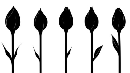 Rose bud in various stages of opening, Plant Vector Graphic
