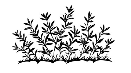 Obraz premium Rosemary shrub with needle-like leaves in herb garden, Plant Vector Graphic