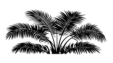 Sago palm with stiff, feather-like fronds emerging from the center, Plant Vector Graphic