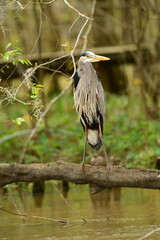 Birds of the Mississippi Swamps