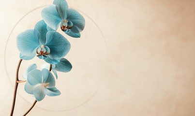A blue orchid is in the center of a white background