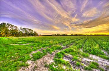 Sunset over the meadows in a rural part of The Netherlands.