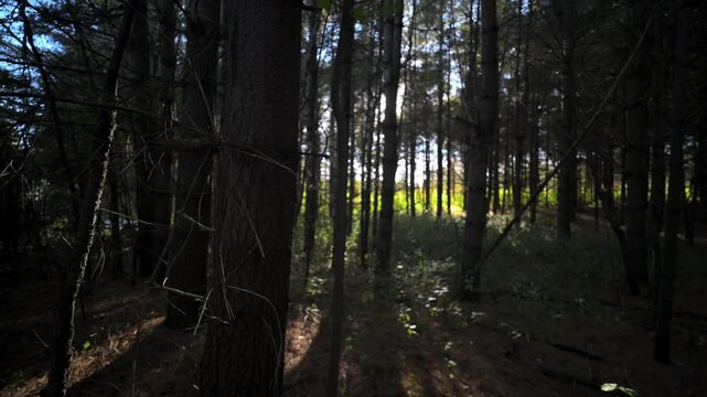 Forest stroll in a canadian summer sunset.