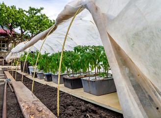 Exposing seedlings to the street under covering material for hardening