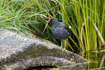 moorhen