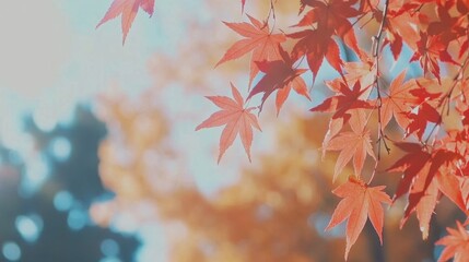 Vibrant Red Maple Leaves Against Soft Focus Autumn Background
