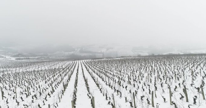 Plan a&eacute;rien drone de survol des vigne de Bourgogne en hiver sous la neige dans le brouillard