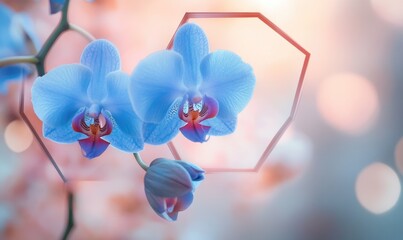 Two blue orchids are on a branch