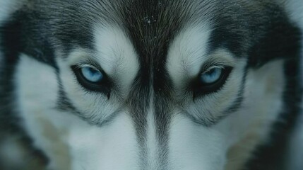 Intense Siberian Husky photo with professional studio lighting