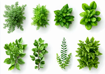 Obraz premium Top View of Green Plants Isolated on White Background