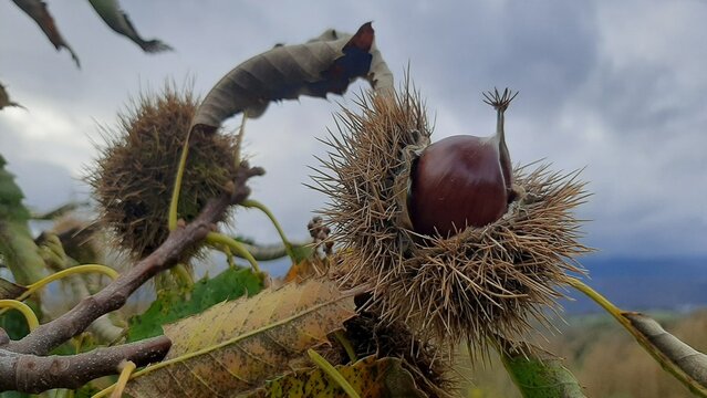 Casta&ntilde;as gallegas