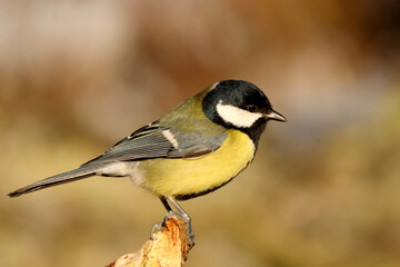 Great tit