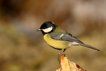 Great tit