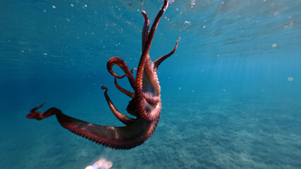 Underwater photo of octopus swimming in tropical exotic sandy bay with turquoise crystal clear sea © aerial-drone