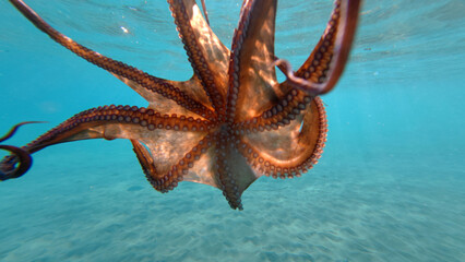 Underwater photo of octopus swimming in tropical exotic sandy bay with turquoise crystal clear sea © aerial-drone